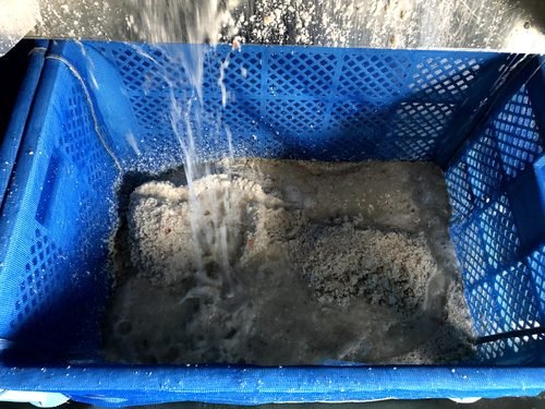 Ảnh hiện trường: Bánh bùn ướt ở nhà máy hải sản: độ khô từ 11,8% lên 35,7%